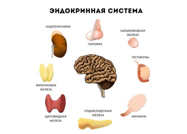 Скрытая угроза: как обнаружить симптомы болезней эндокринной системы